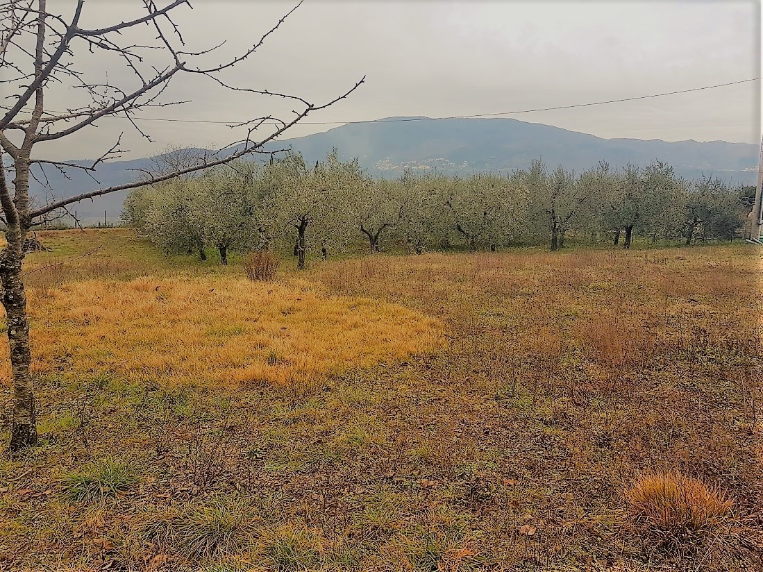 Terreno Industriale nuovo in via delle viottole 226, Viareggio