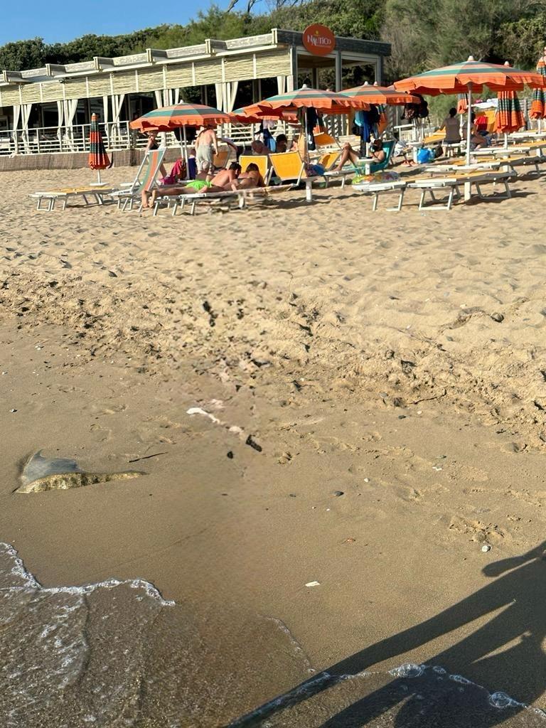 Bilocale in affitto in via dei cavalleggeri, San Vincenzo