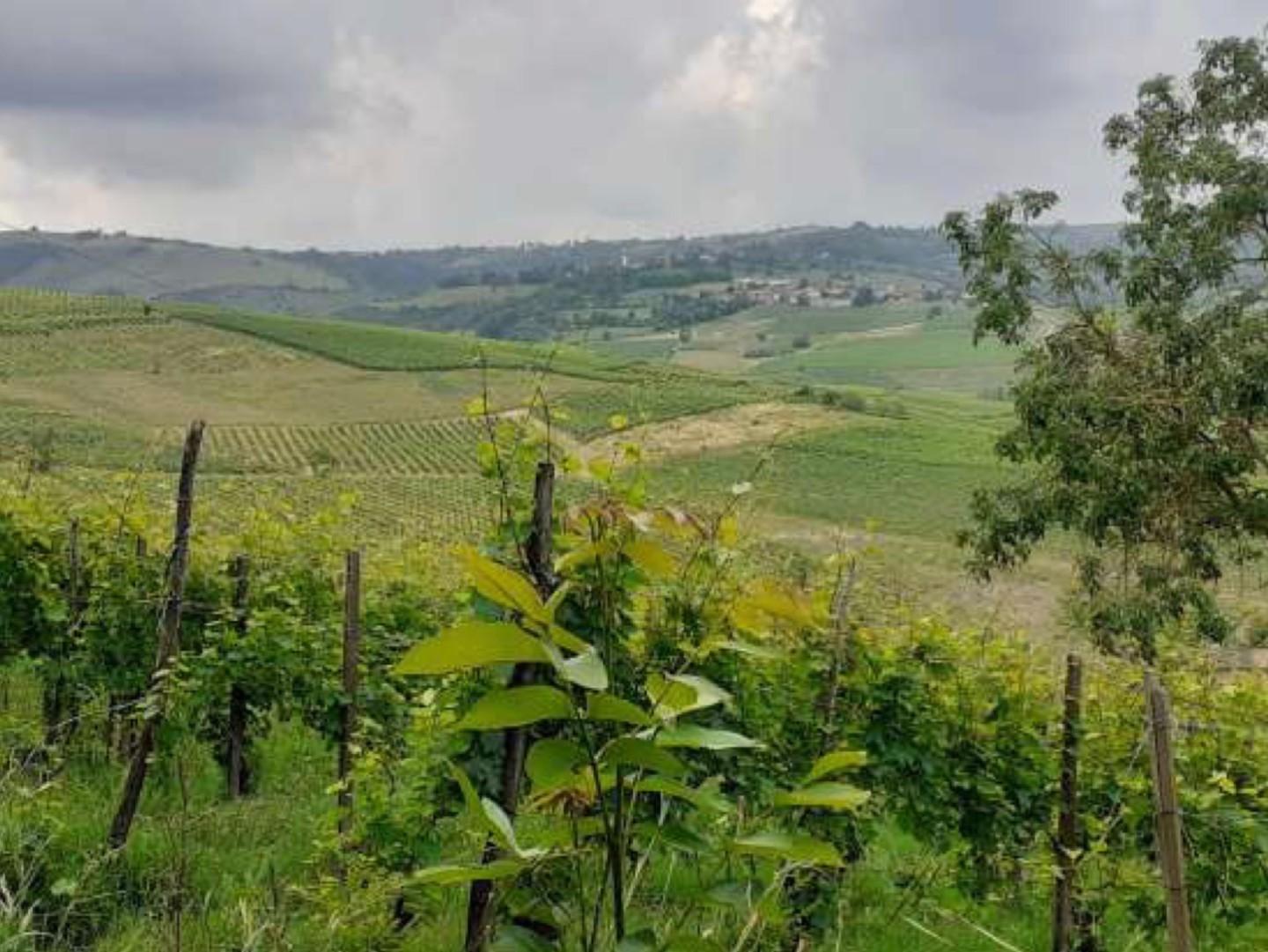 Terreno Agricolo in vendita, Borgoratto Mormorolo gabbione