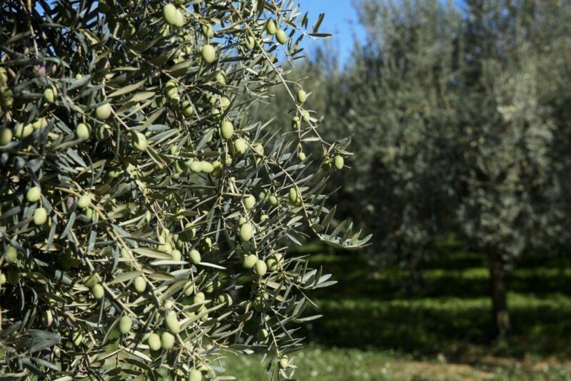 Terreno Agricolo in vendita in via del padule 11, Ortonovo