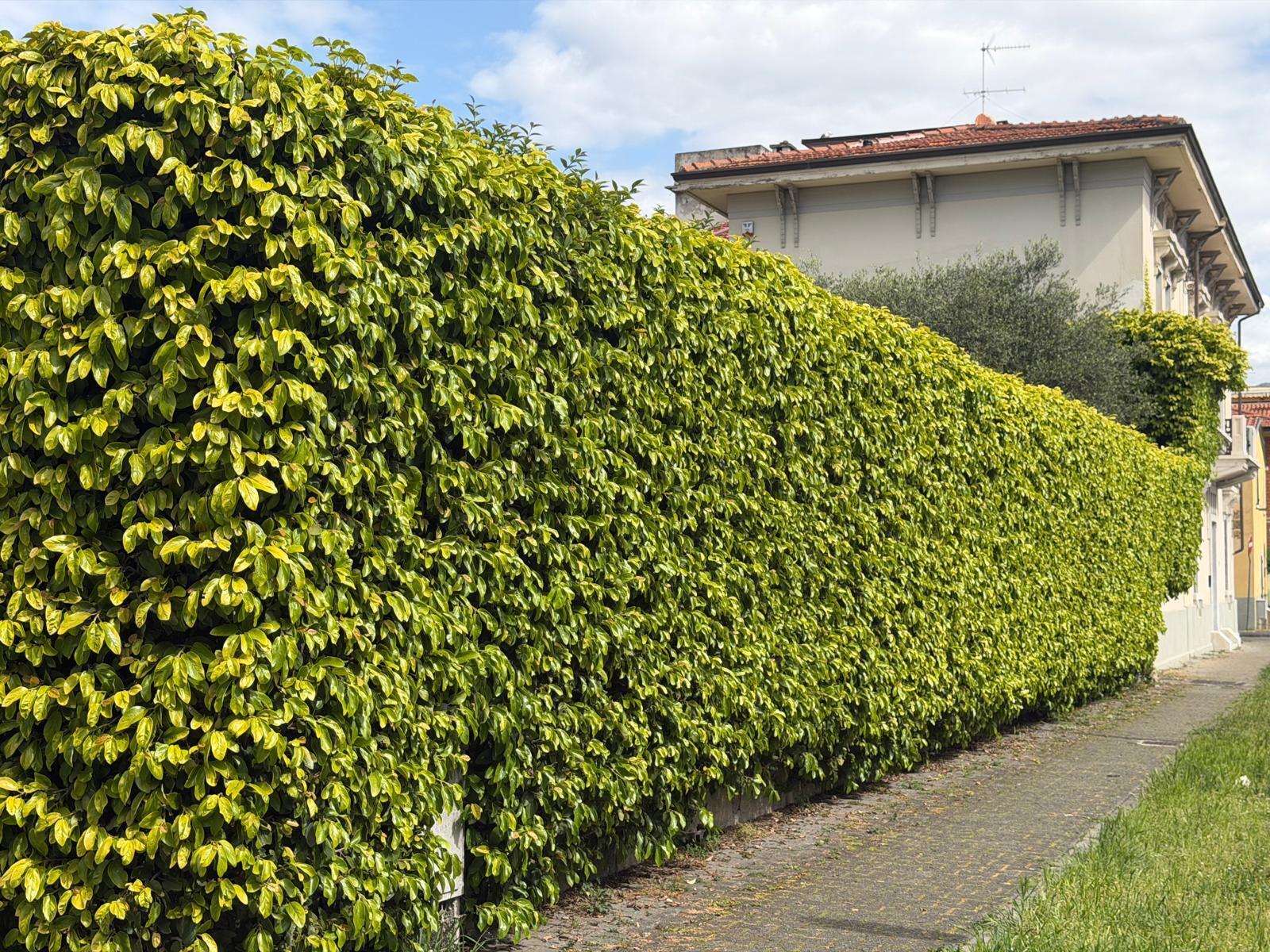 Villa con giardino in via firenze 48, Carrara