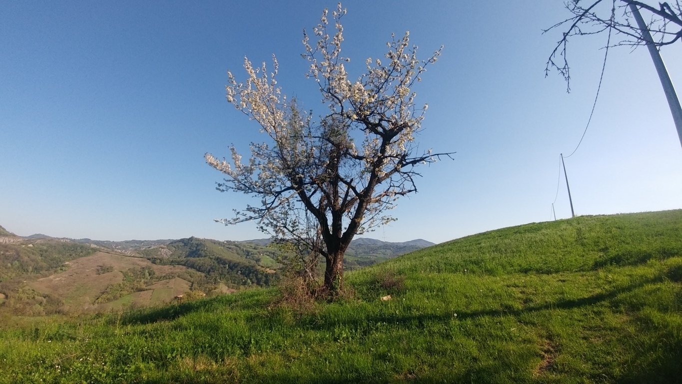 Terreno Agricolo in vendita in via castello 45, Monte San Pietro