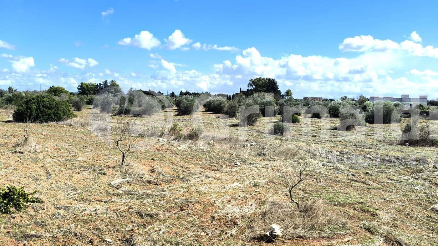 terreno agricolo in vendita a Gallipoli
