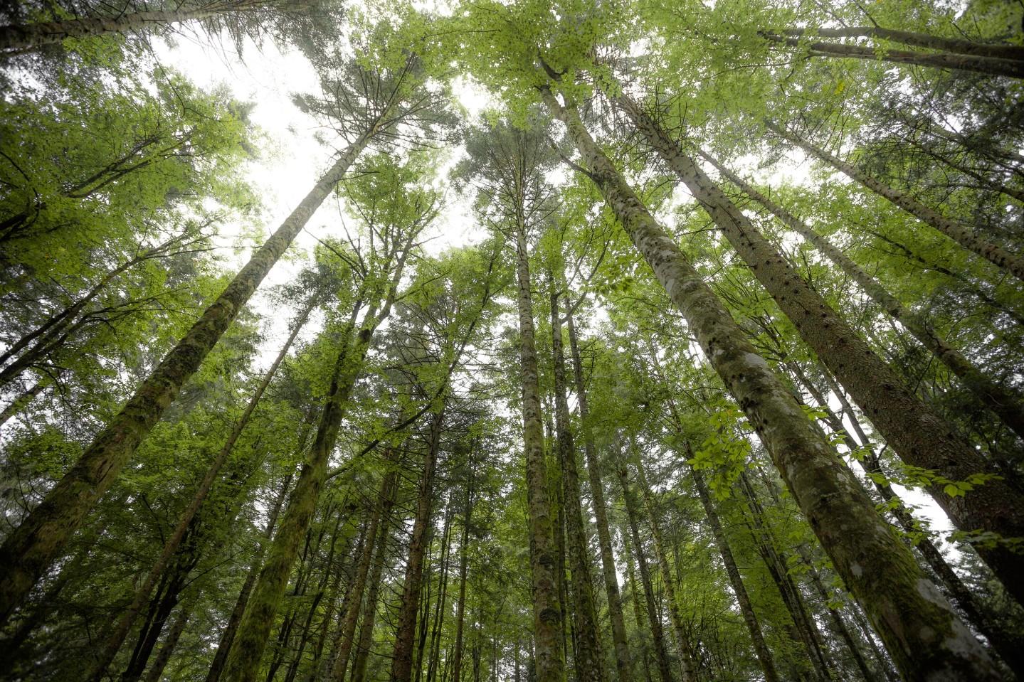 Terreno Agricolo in vendita a Varisella