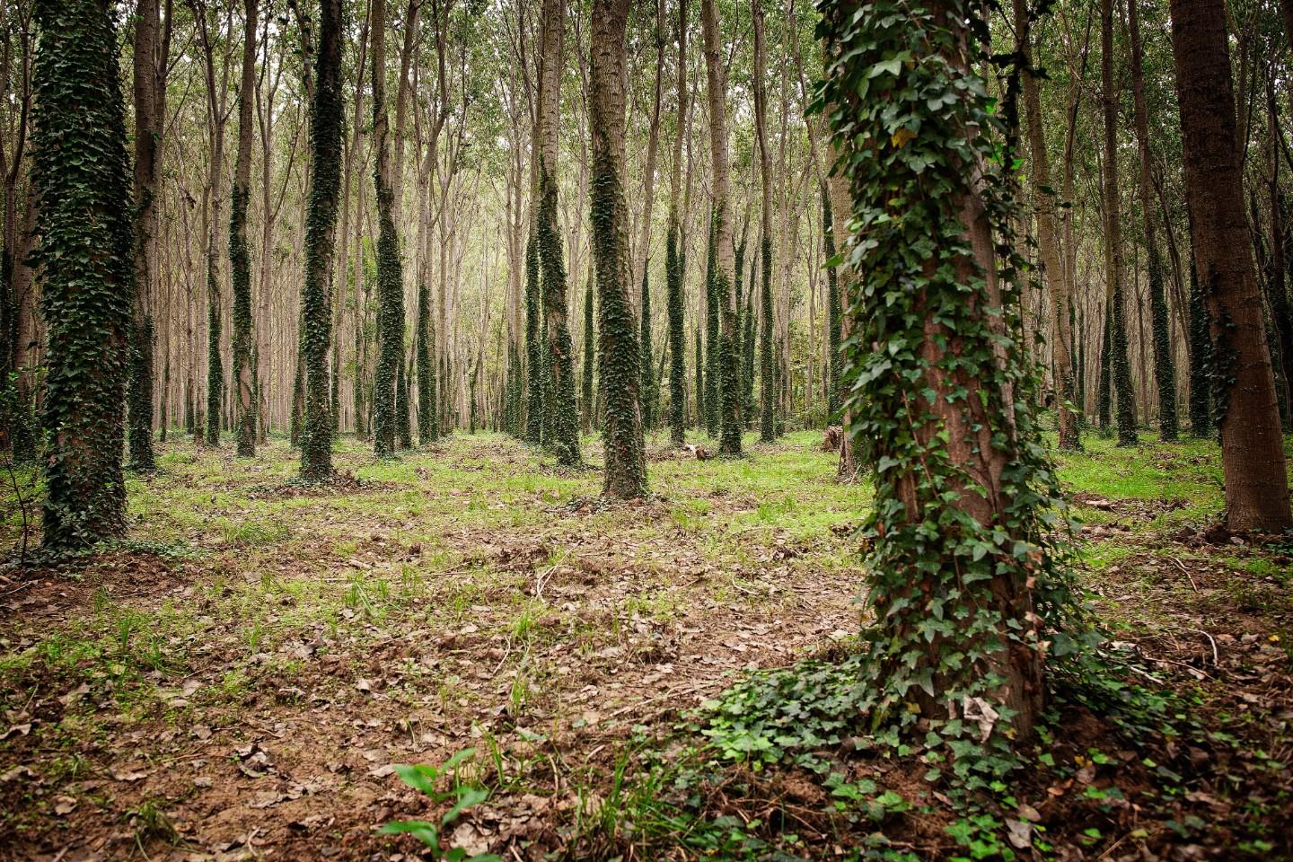 Terreno Agricolo in vendita a Balangero