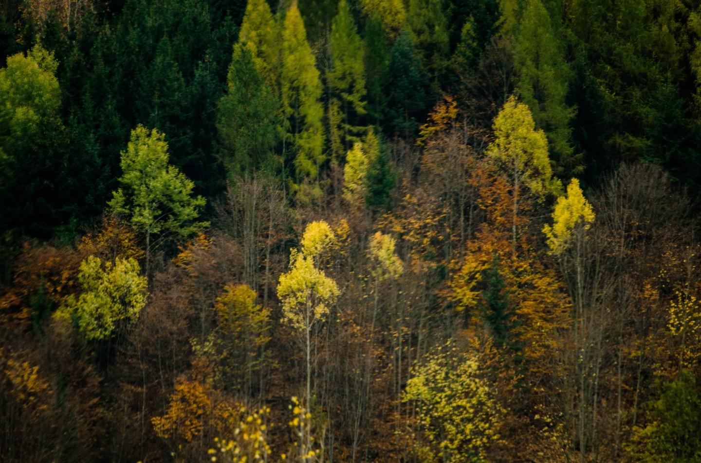 Terreno Agricolo in vendita a Balangero