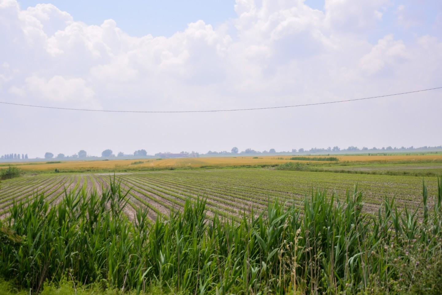 Terreno Agricolo in vendita a Casalborgone