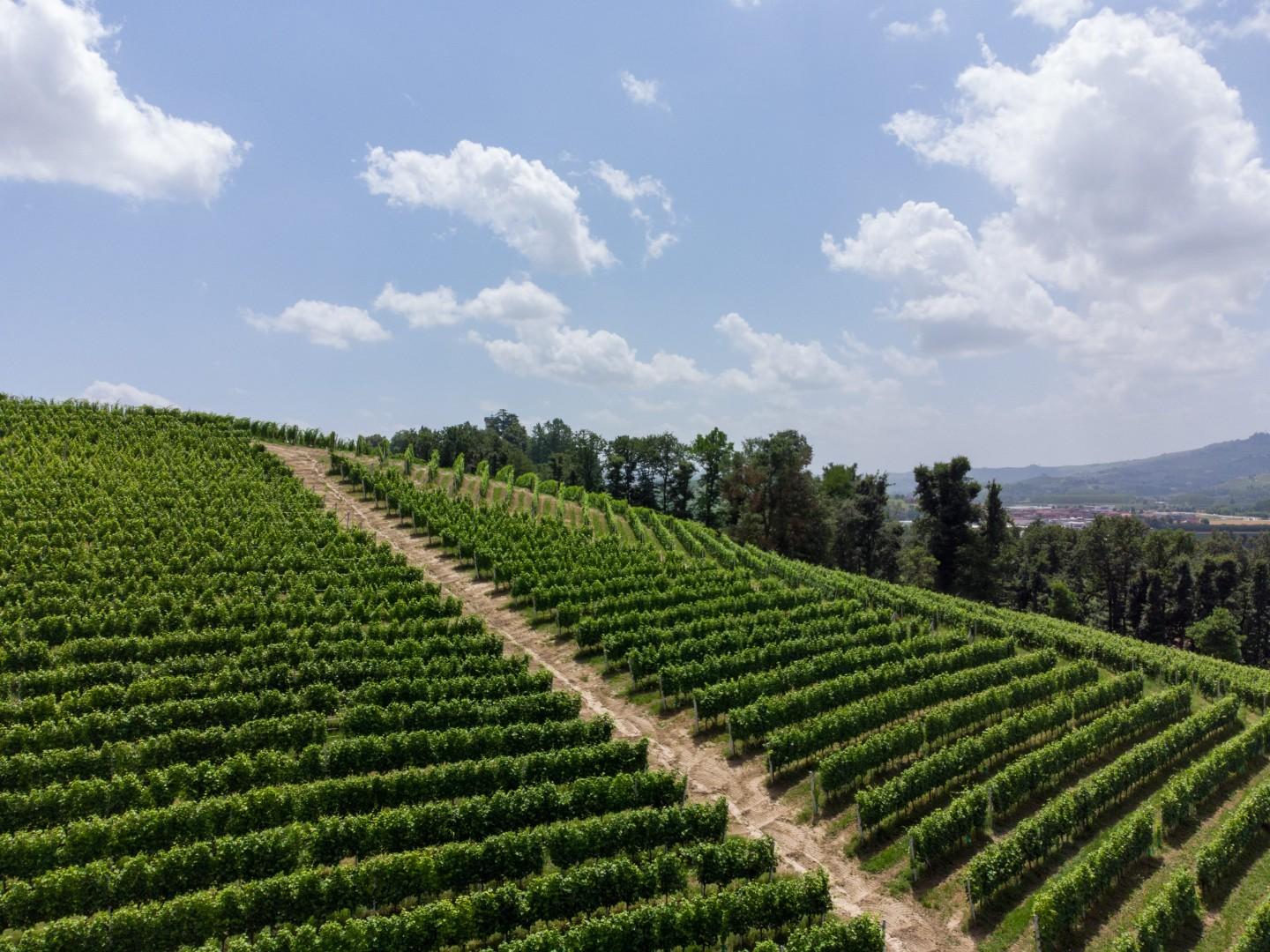 Terreno Agricolo in vendita a Casalborgone