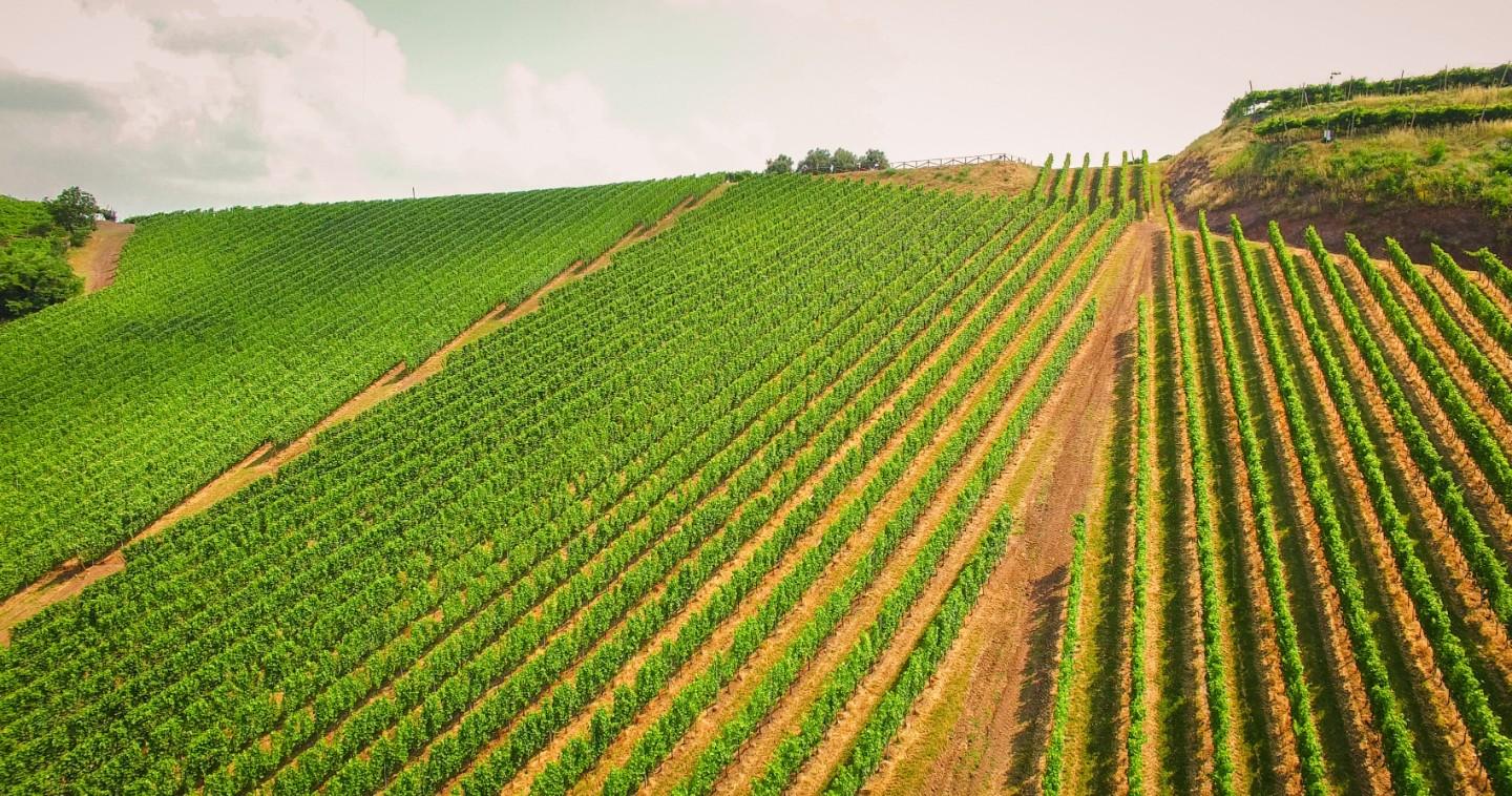 Terreno Agricolo in vendita a Casalborgone