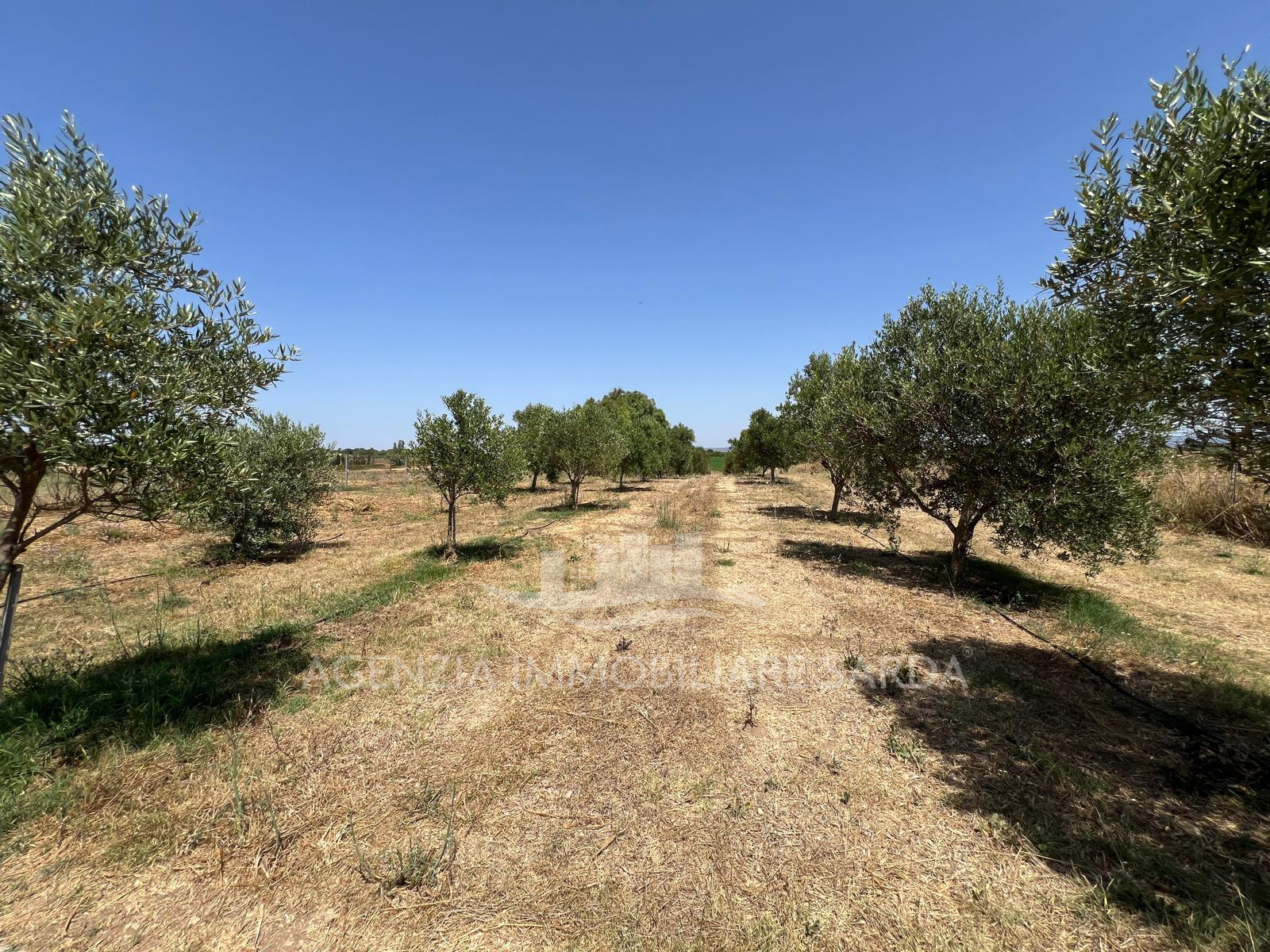 Terreno Agricolo in vendita a Alghero