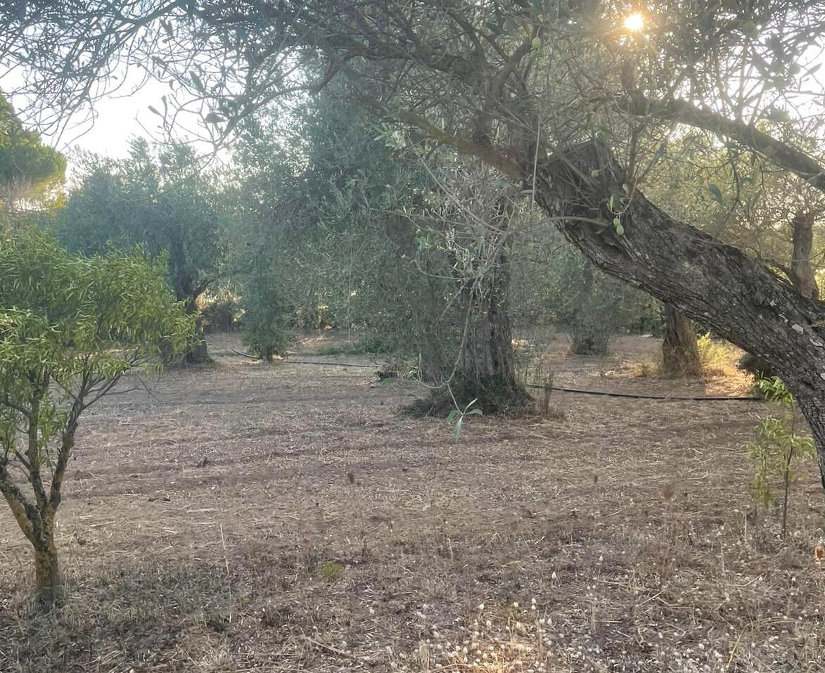 Casa indipendente con giardino a Sorso
