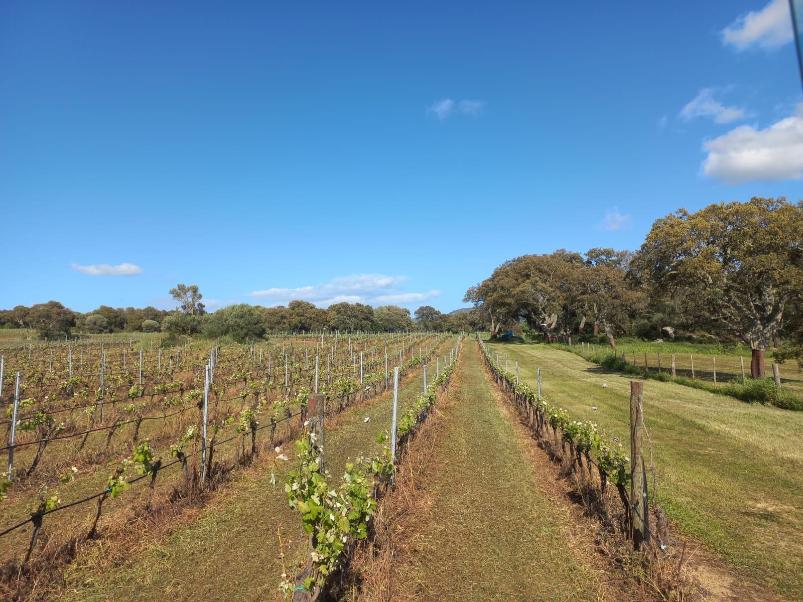Casa indipendente con giardino a Alghero