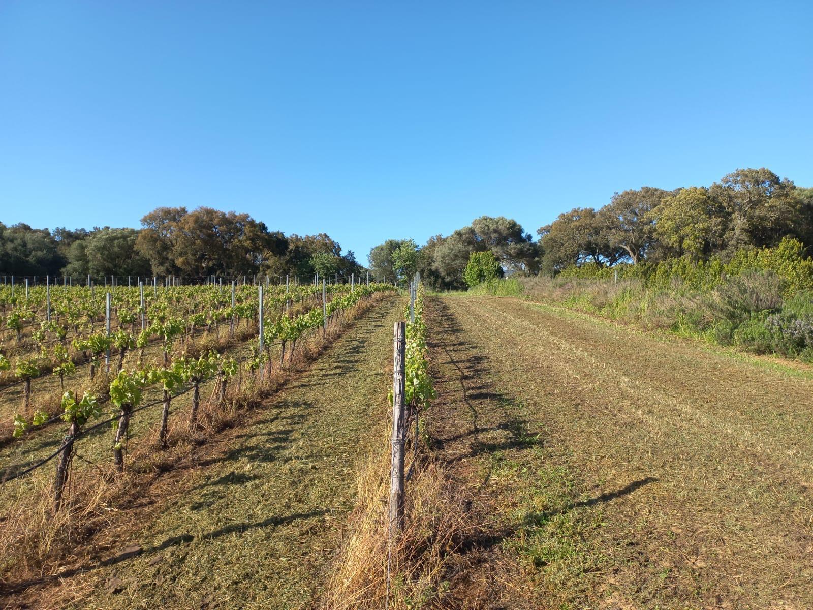 Casa indipendente con giardino a Alghero
