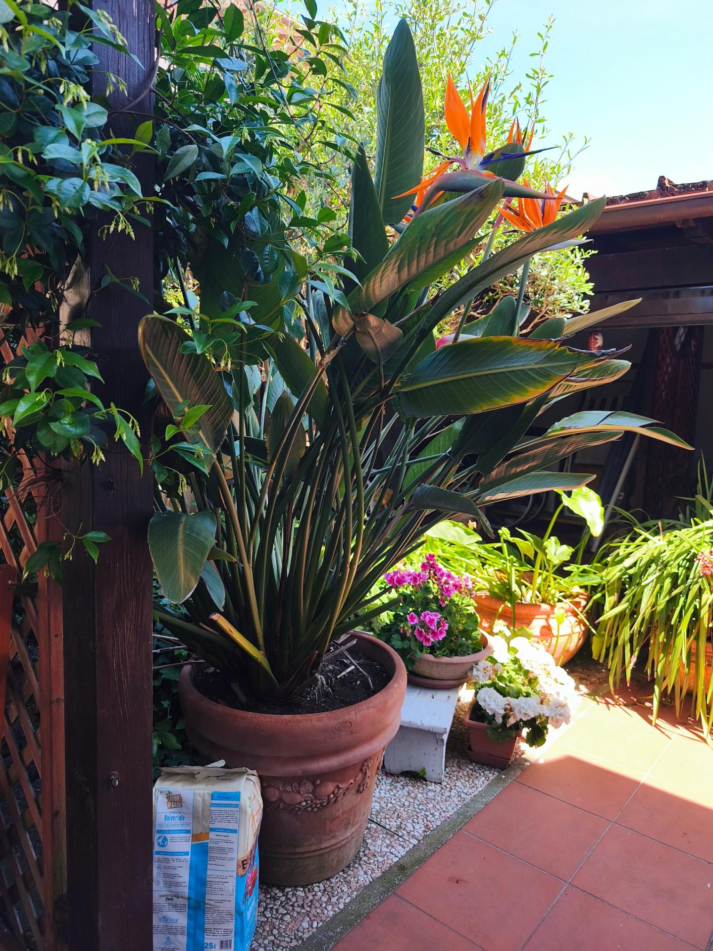 Villa con giardino, Carrara avenza