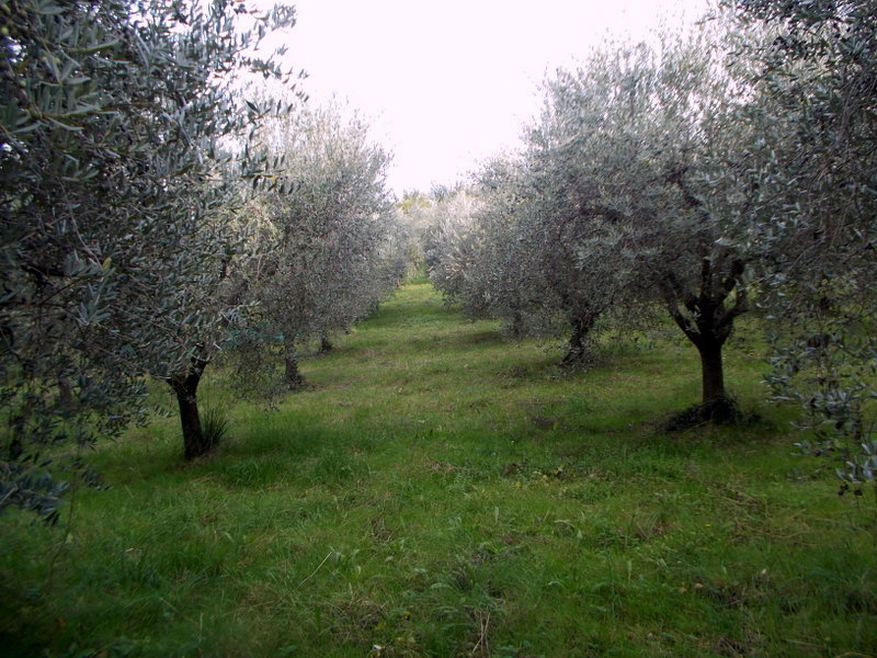 Terreno Agricolo in vendita in localit monticelli alto, Ascoli Piceno