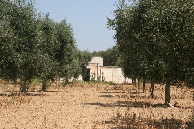 Terreno Agricolo da ristrutturare in contrada mandr, Cutrofiano