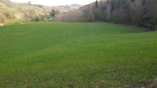 Terreno Agricolo in vendita a Mondavio
