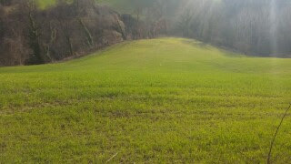 Terreno Agricolo in vendita a Mondavio