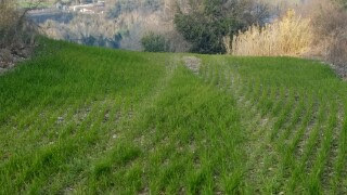 Terreno Agricolo in vendita a Mondavio