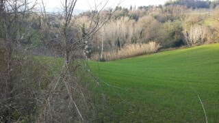Terreno Agricolo in vendita a Mondavio