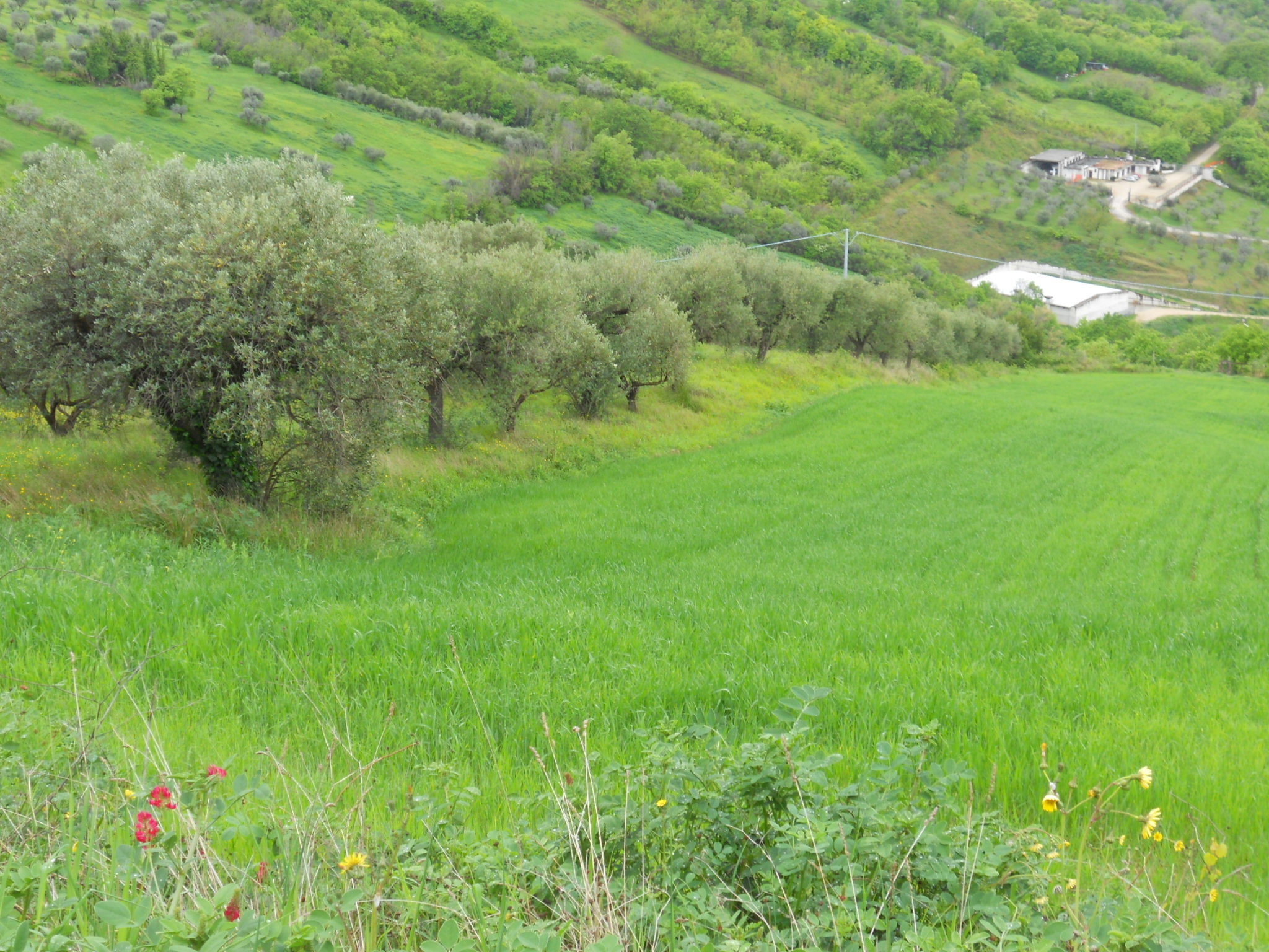 immagine annuncio 2 di 6