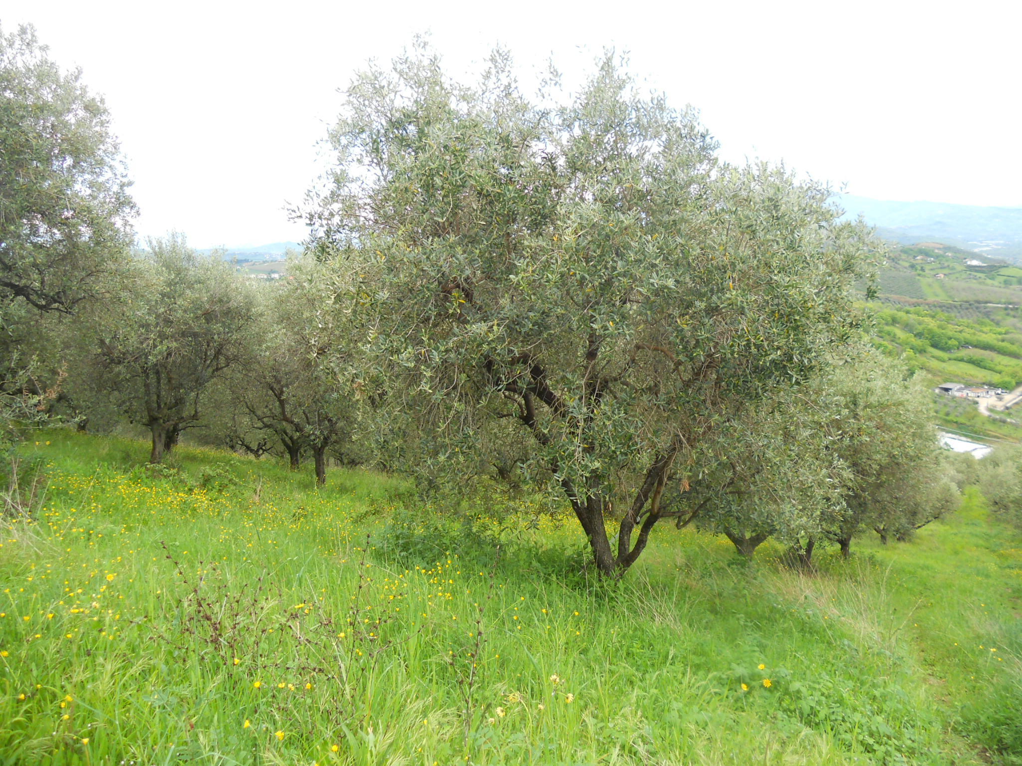 immagine annuncio 3 di 6