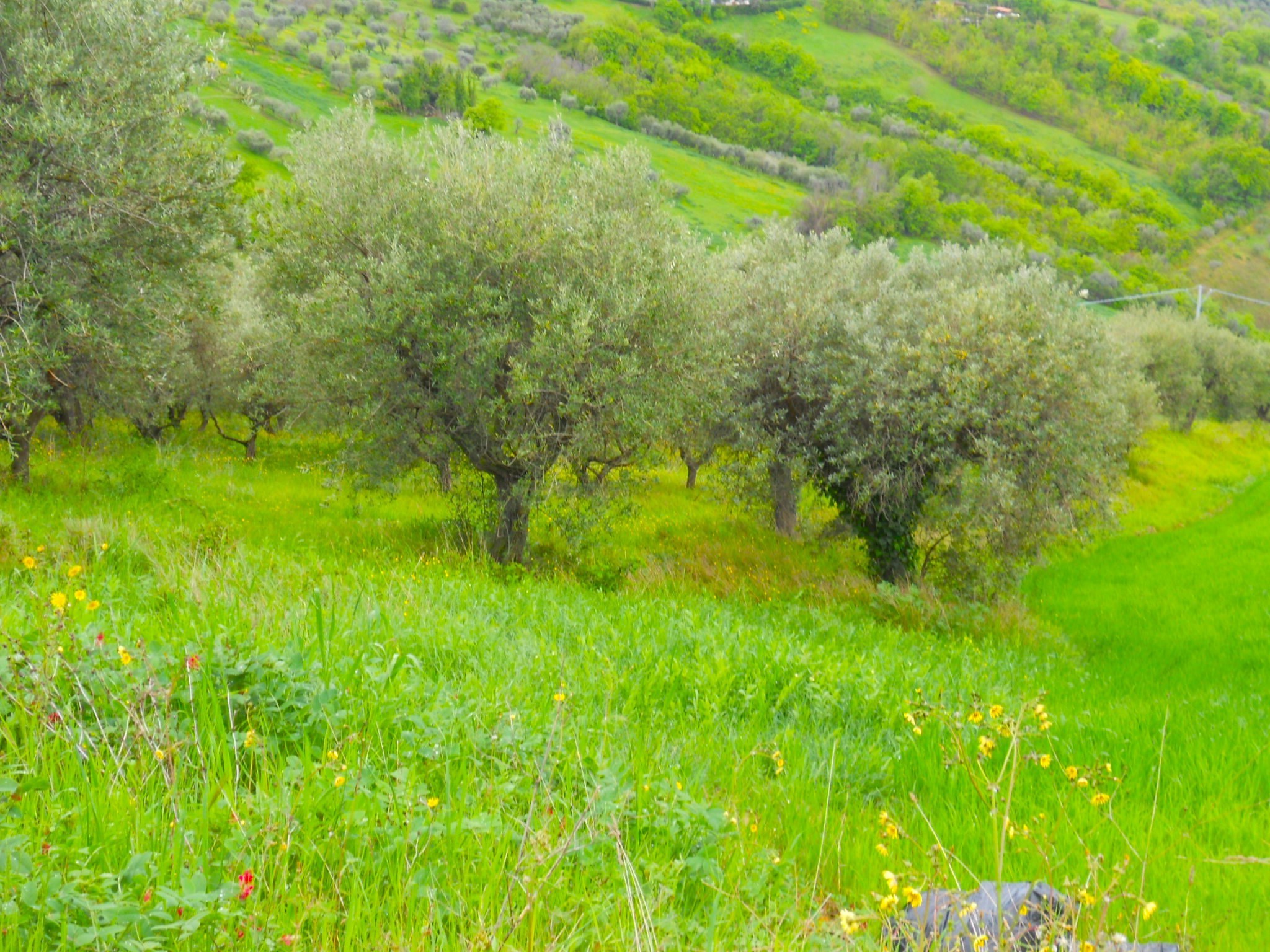 Terreno Agricolo in vendita a Colonnella