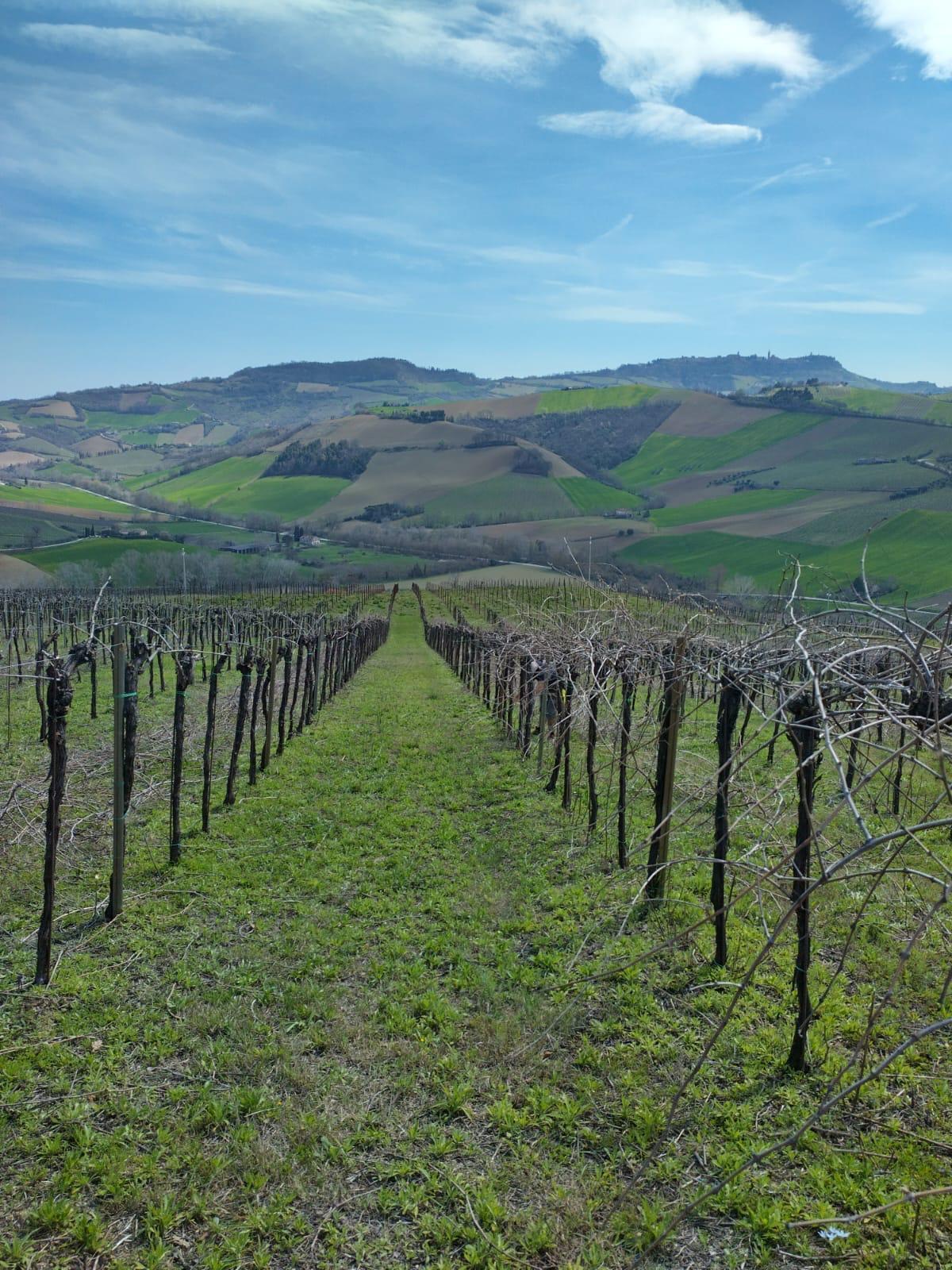 Terreno Agricolo in vendita a Montefiore dell'Aso