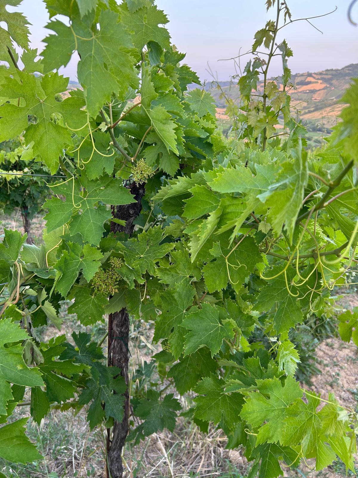 Terreno Agricolo in vendita a Montefiore dell'Aso