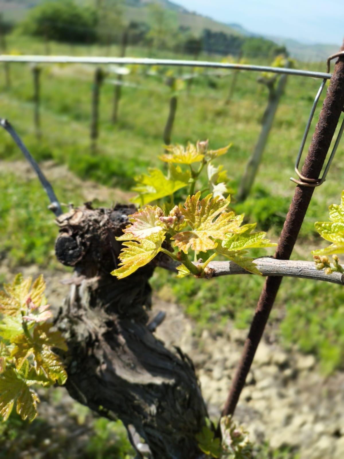 Terreno Agricolo in vendita a Montefiore dell'Aso