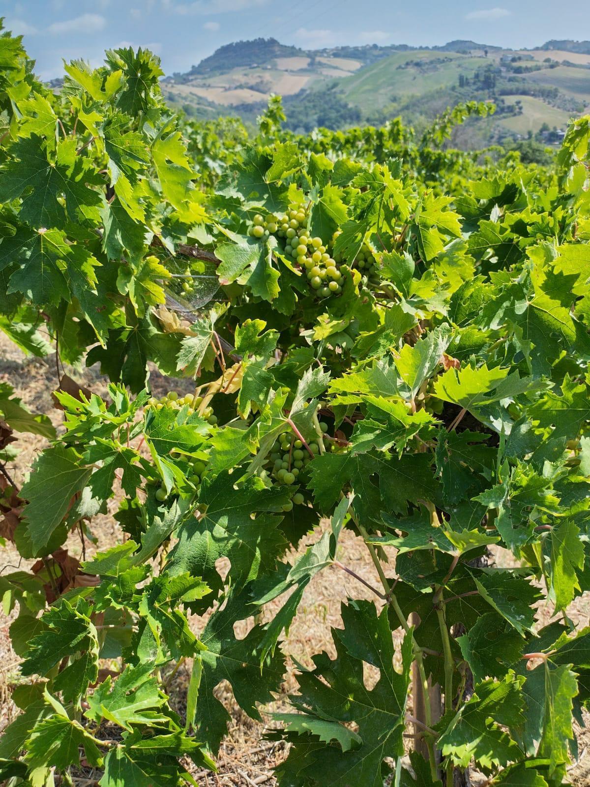 Terreno Agricolo in vendita a Montefiore dell'Aso