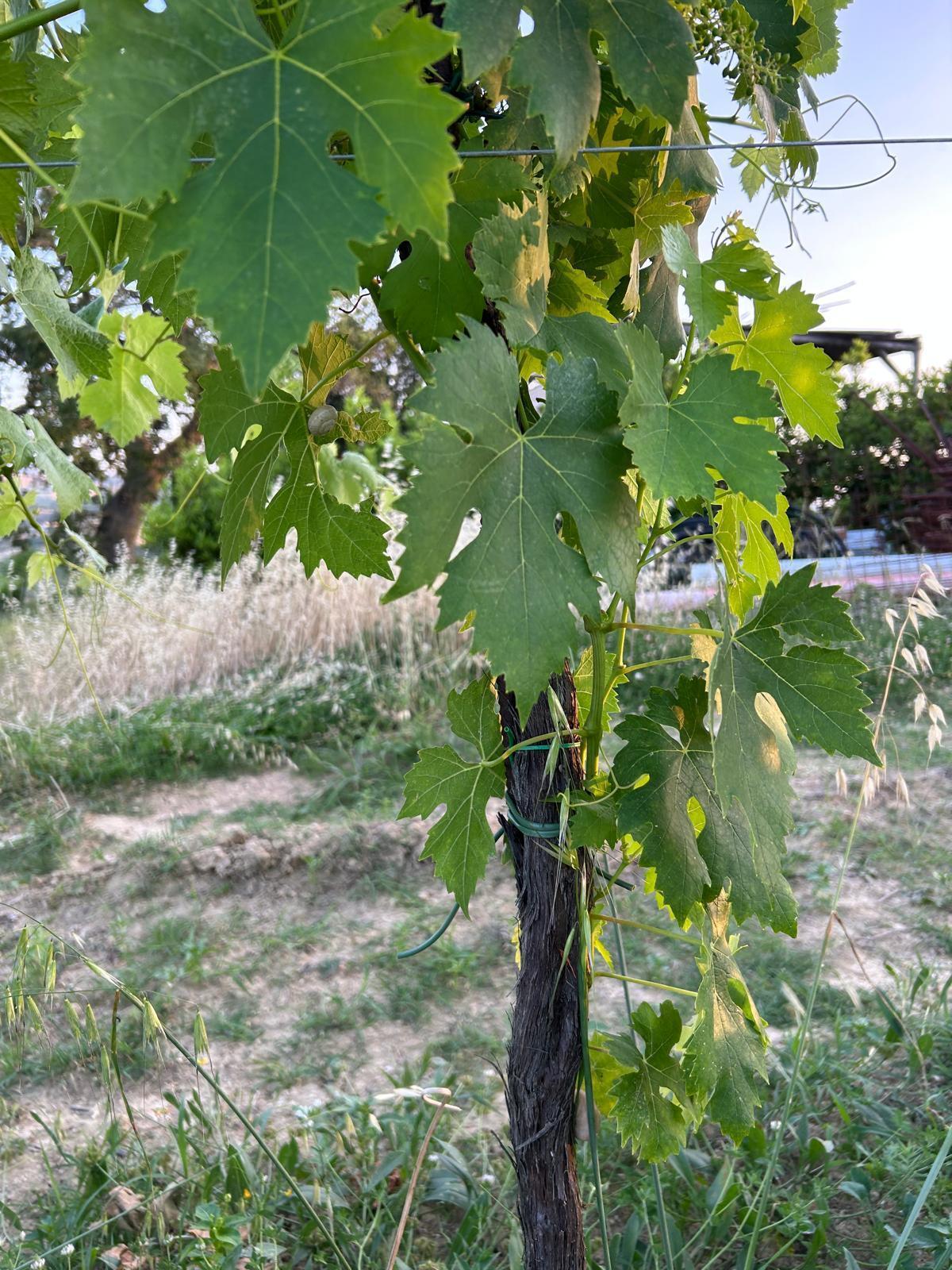 Terreno Agricolo in vendita a Montefiore dell'Aso