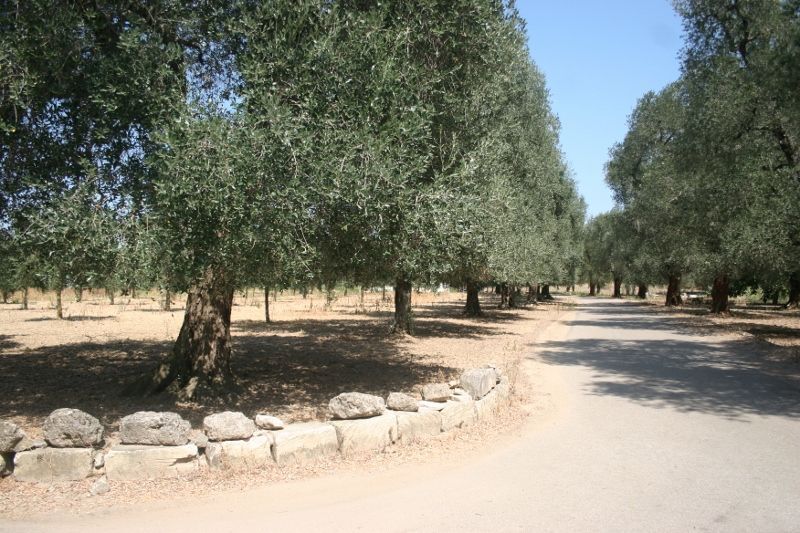 Terreno Agricolo da ristrutturare in contrada mandr�, Cutrofiano