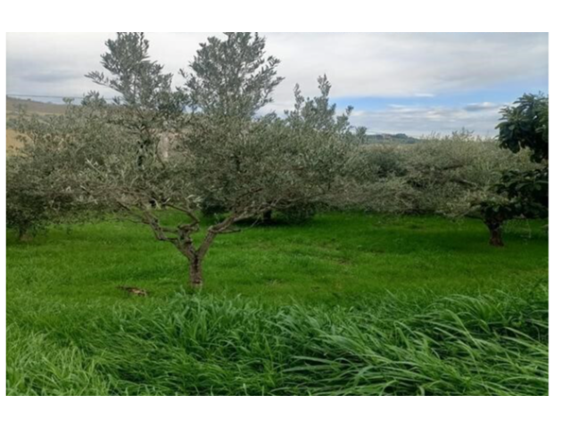 Casa indipendente con giardino a San Benedetto del Tronto