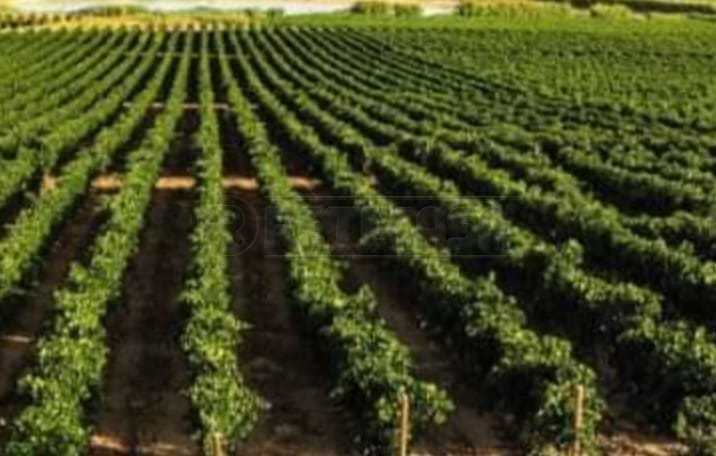 Terreno Agricolo in vendita a Mazara del Vallo