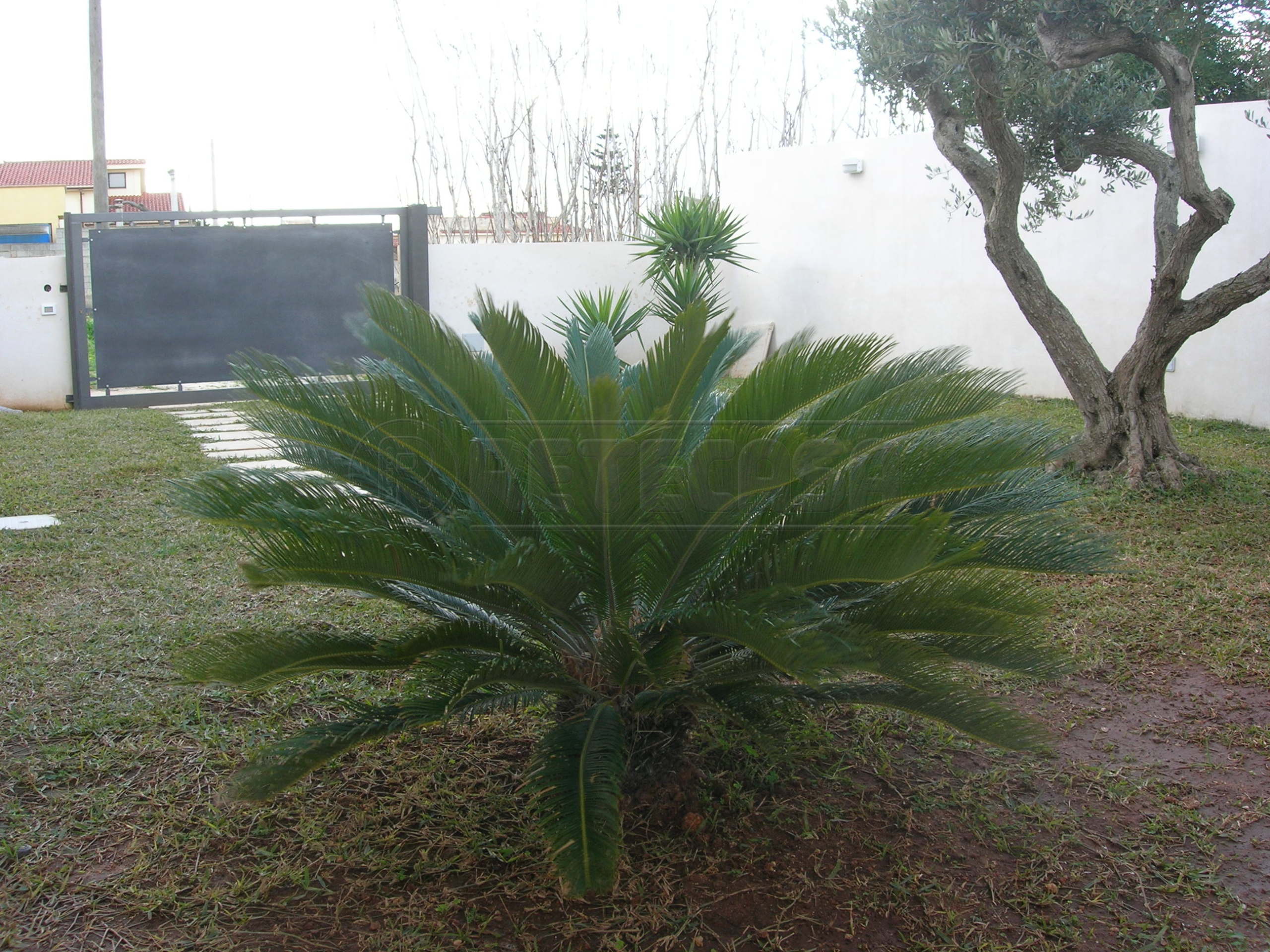 immagine annuncio 4 di 6
