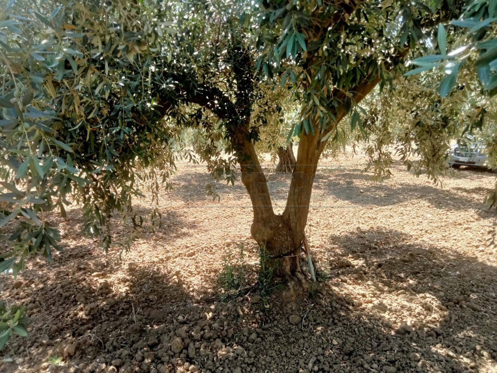 immagine annuncio 4 di 6