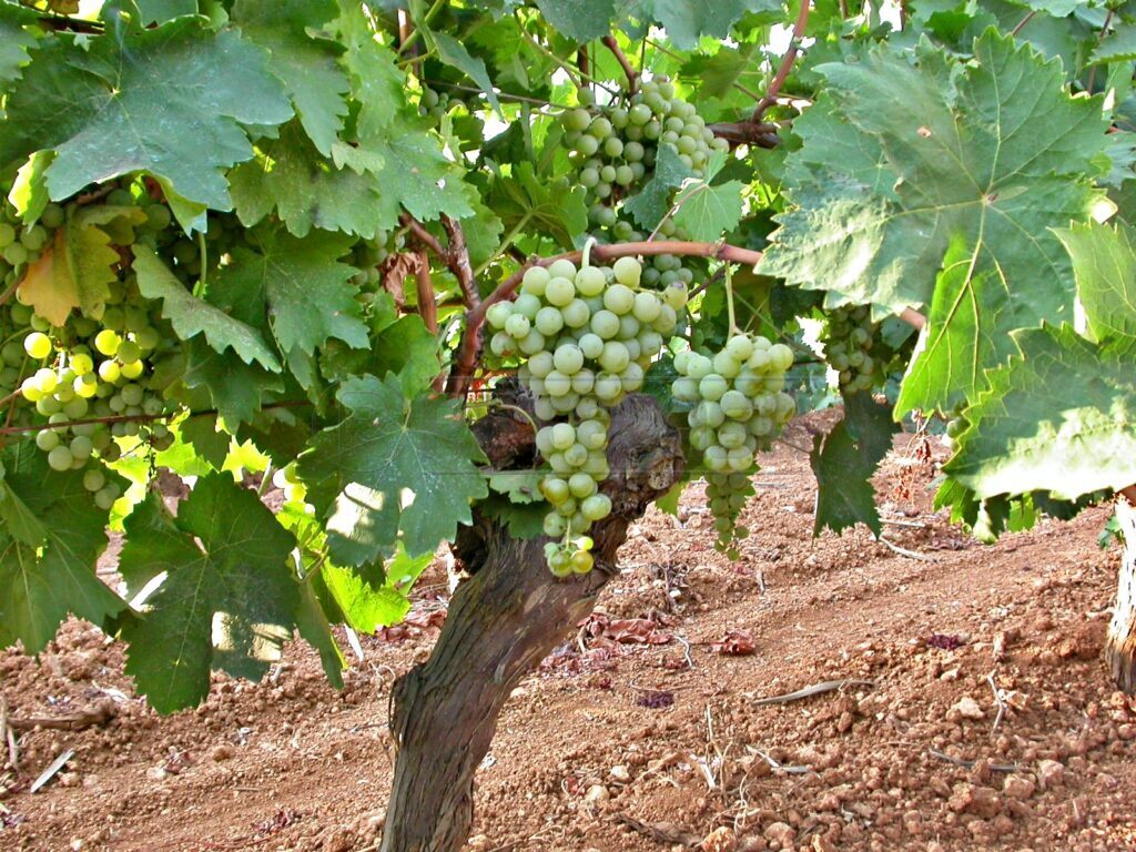 Terreno Agricolo in vendita a Castelvetrano