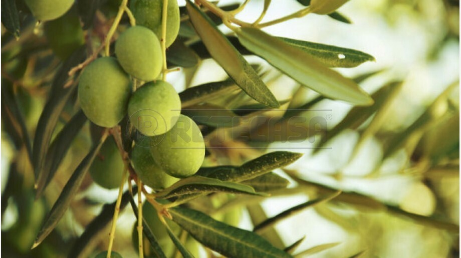 Terreno Agricolo in vendita a Castelvetrano
