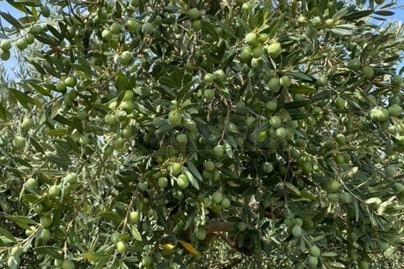 Terreno Agricolo in vendita a Castelvetrano