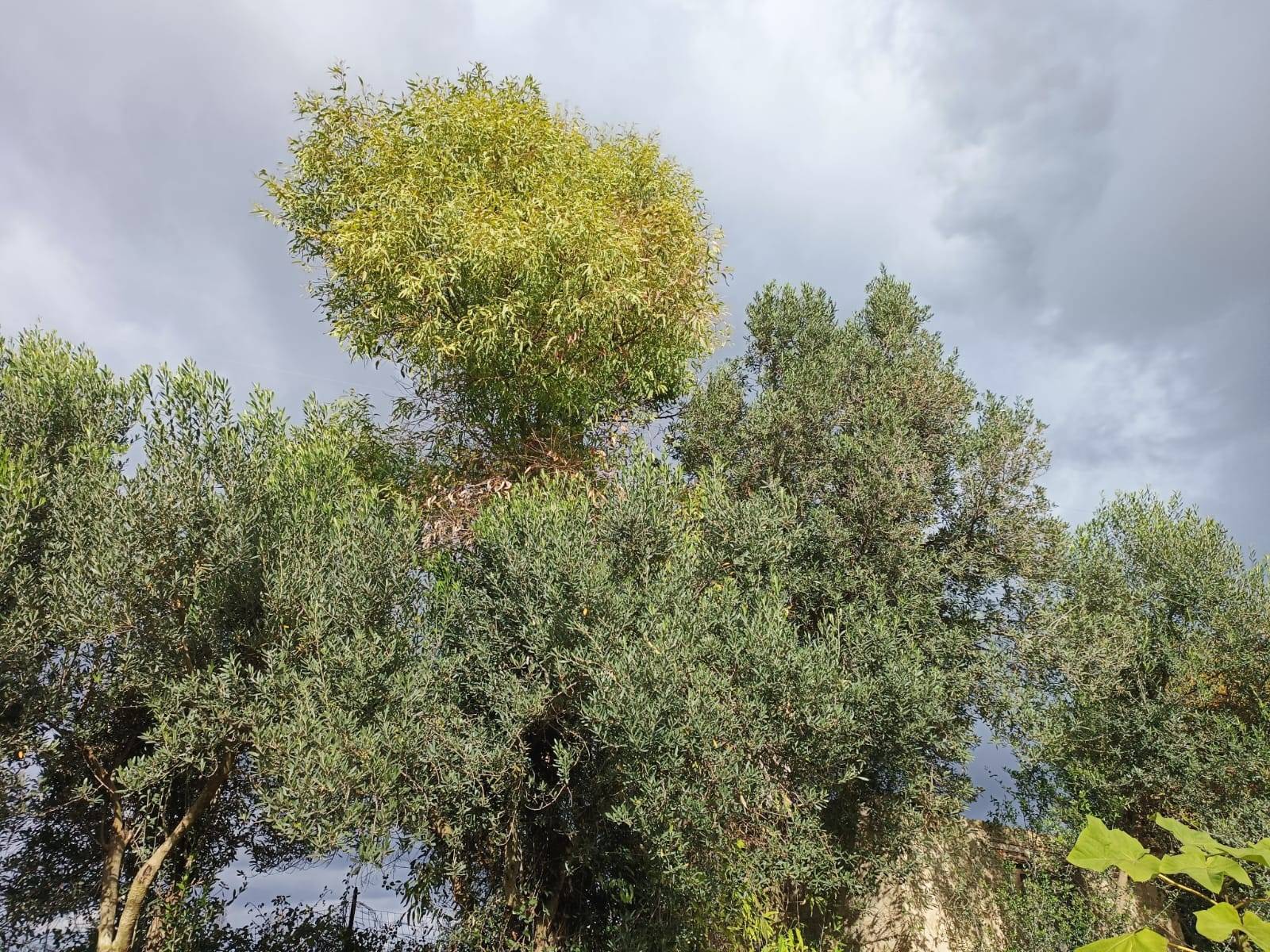 Casa singola in vendita a Nuraminis