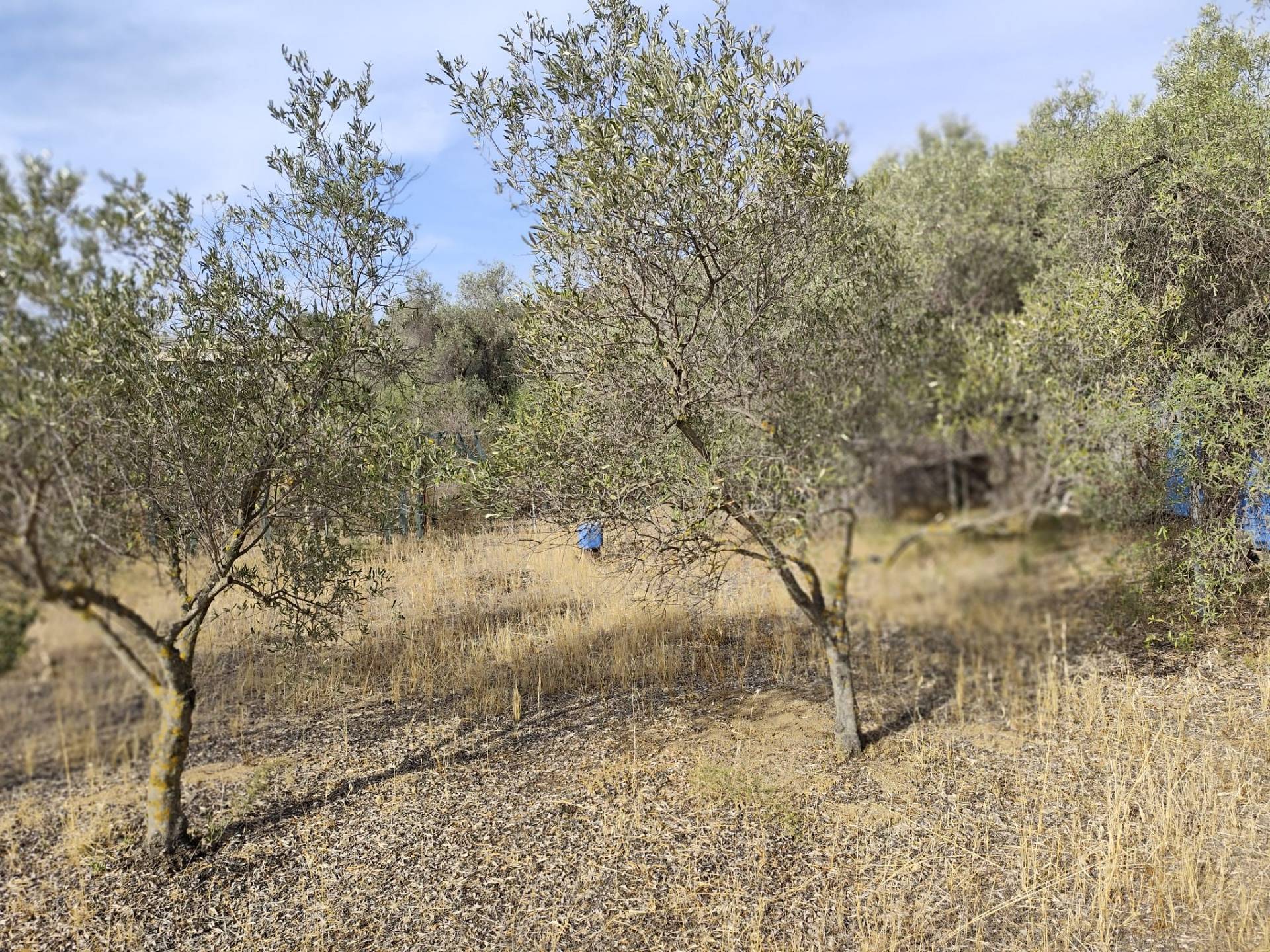 Terreno edificabile in vendita a Monserrato