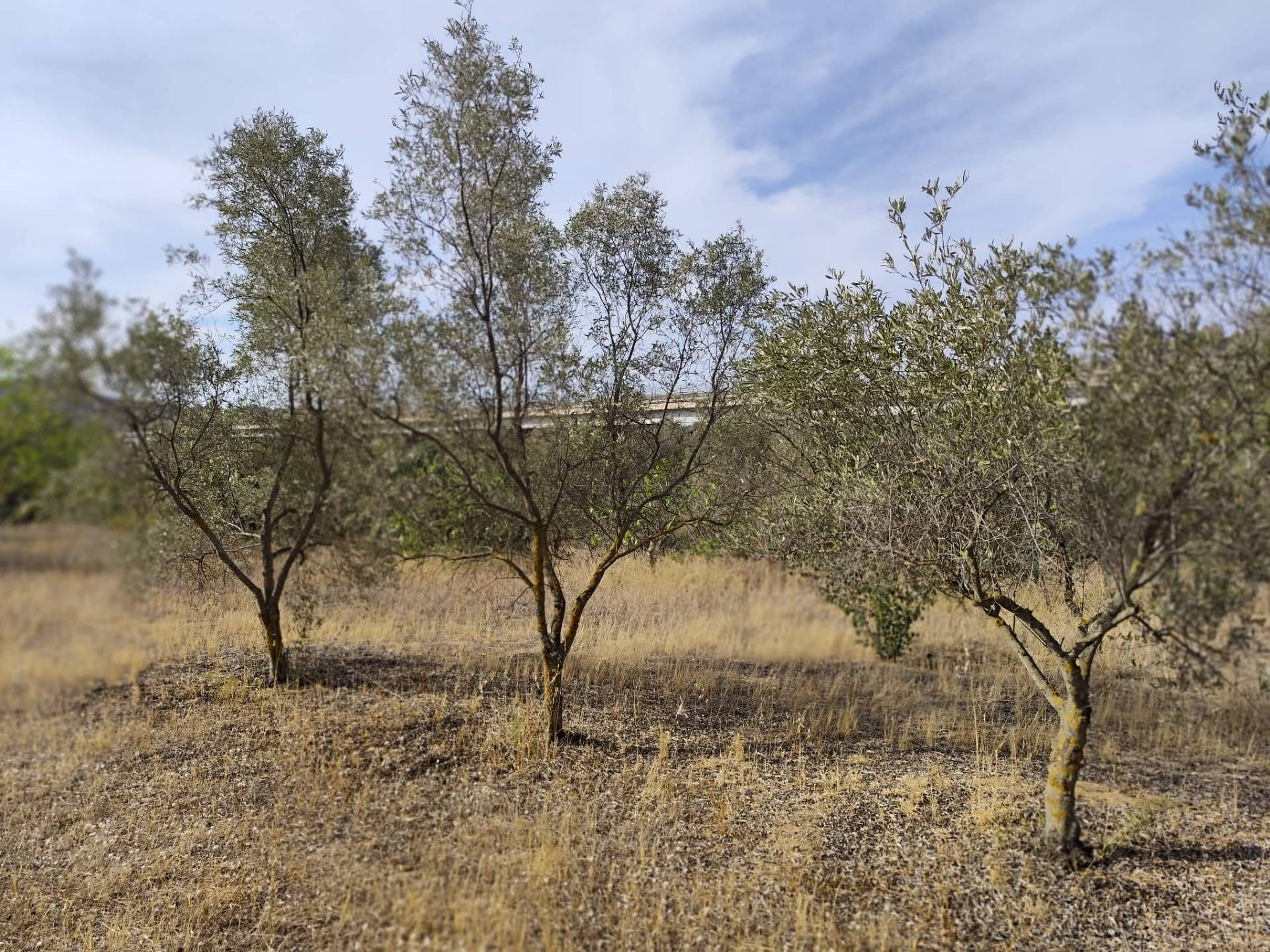 Terreno edificabile in vendita a Monserrato