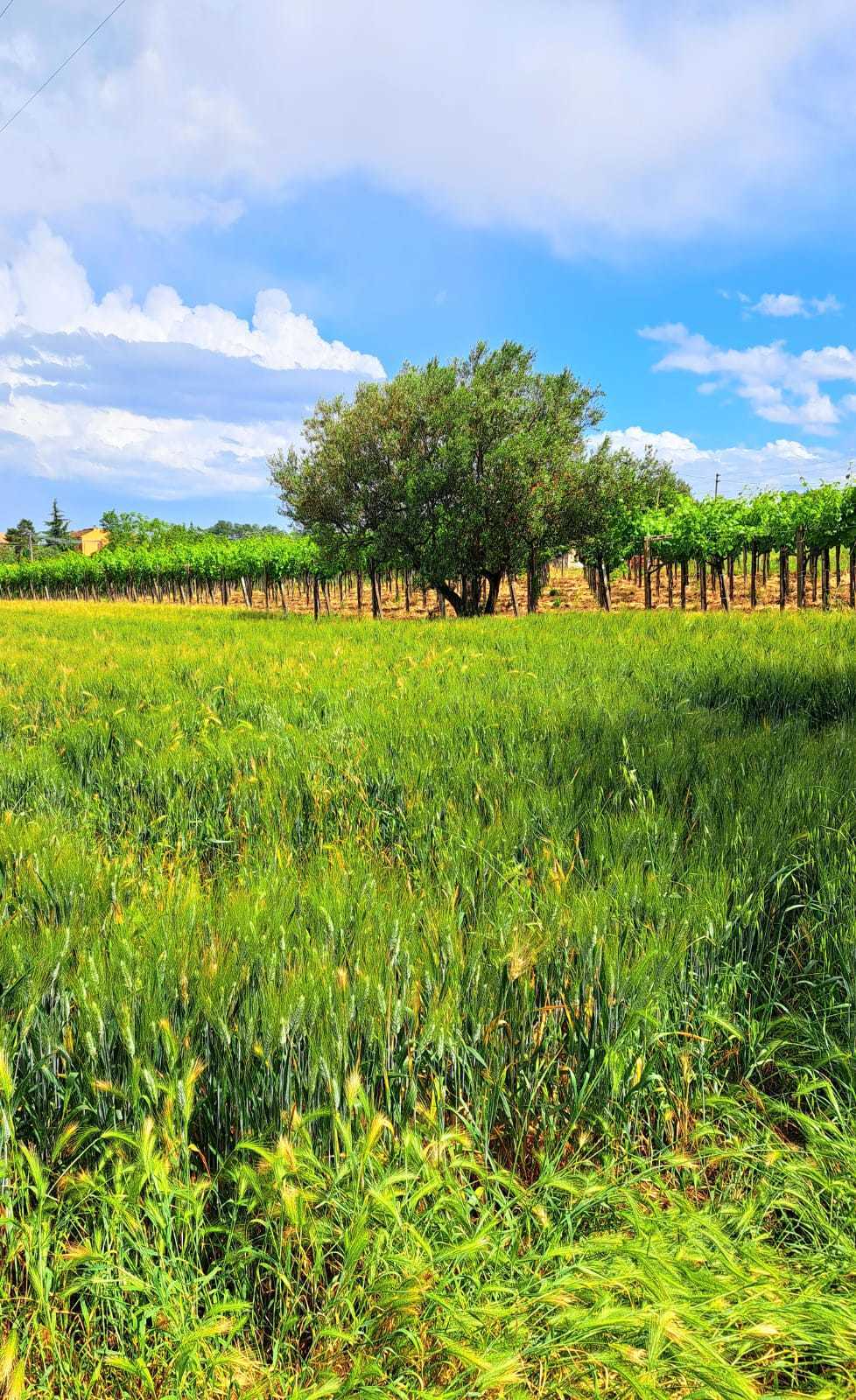 Terreno Edificabile nuovo in strada provinciale piano favaro 1, Rocca San Giovanni