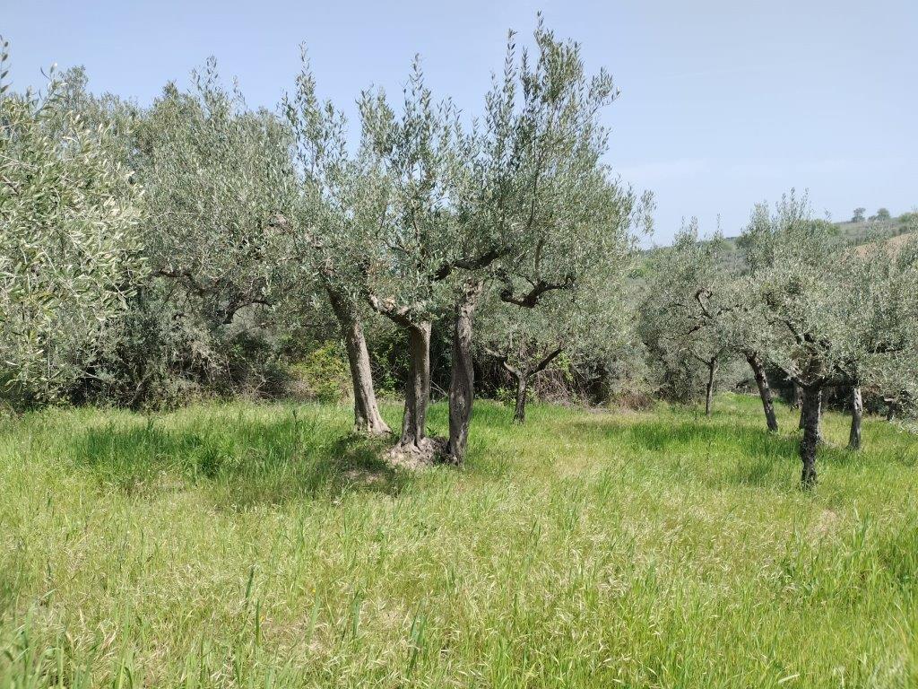Terreno Agricolo in vendita in contrada lucianetti, Mozzagrogna