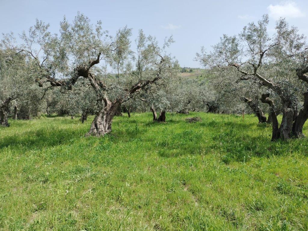 Terreno Agricolo in vendita in contrada lucianetti, Mozzagrogna