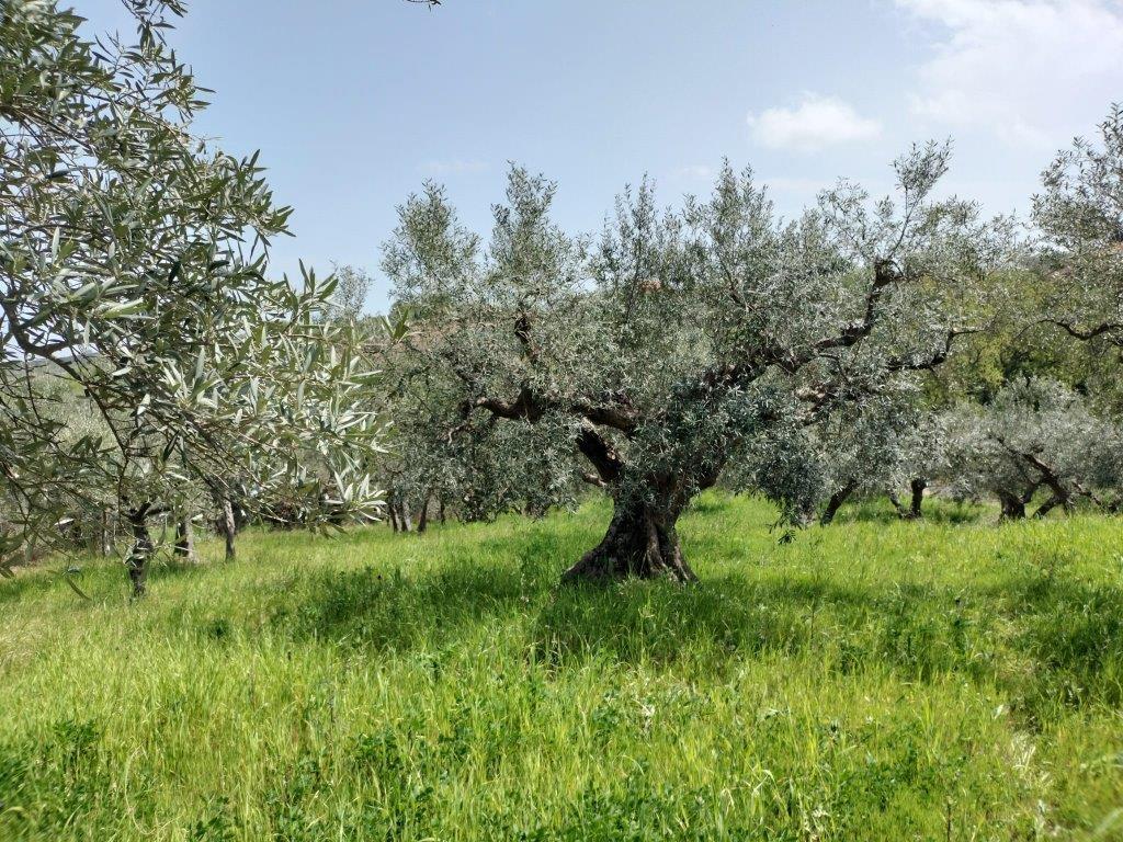 Terreno Agricolo in vendita in contrada lucianetti, Mozzagrogna