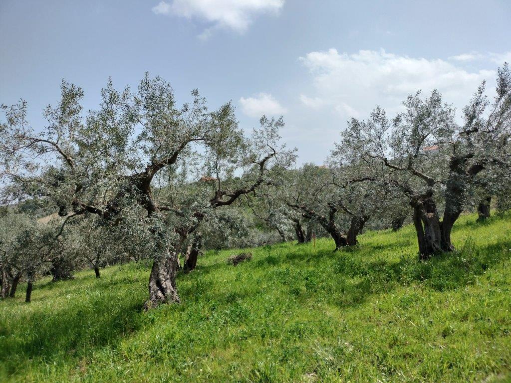 Terreno Agricolo in vendita in contrada lucianetti, Mozzagrogna
