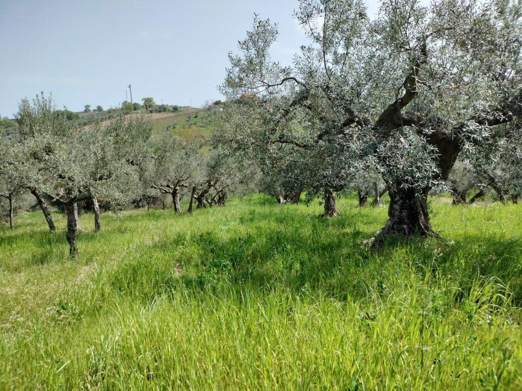 Terreno Agricolo in vendita in contrada lucianetti, Mozzagrogna