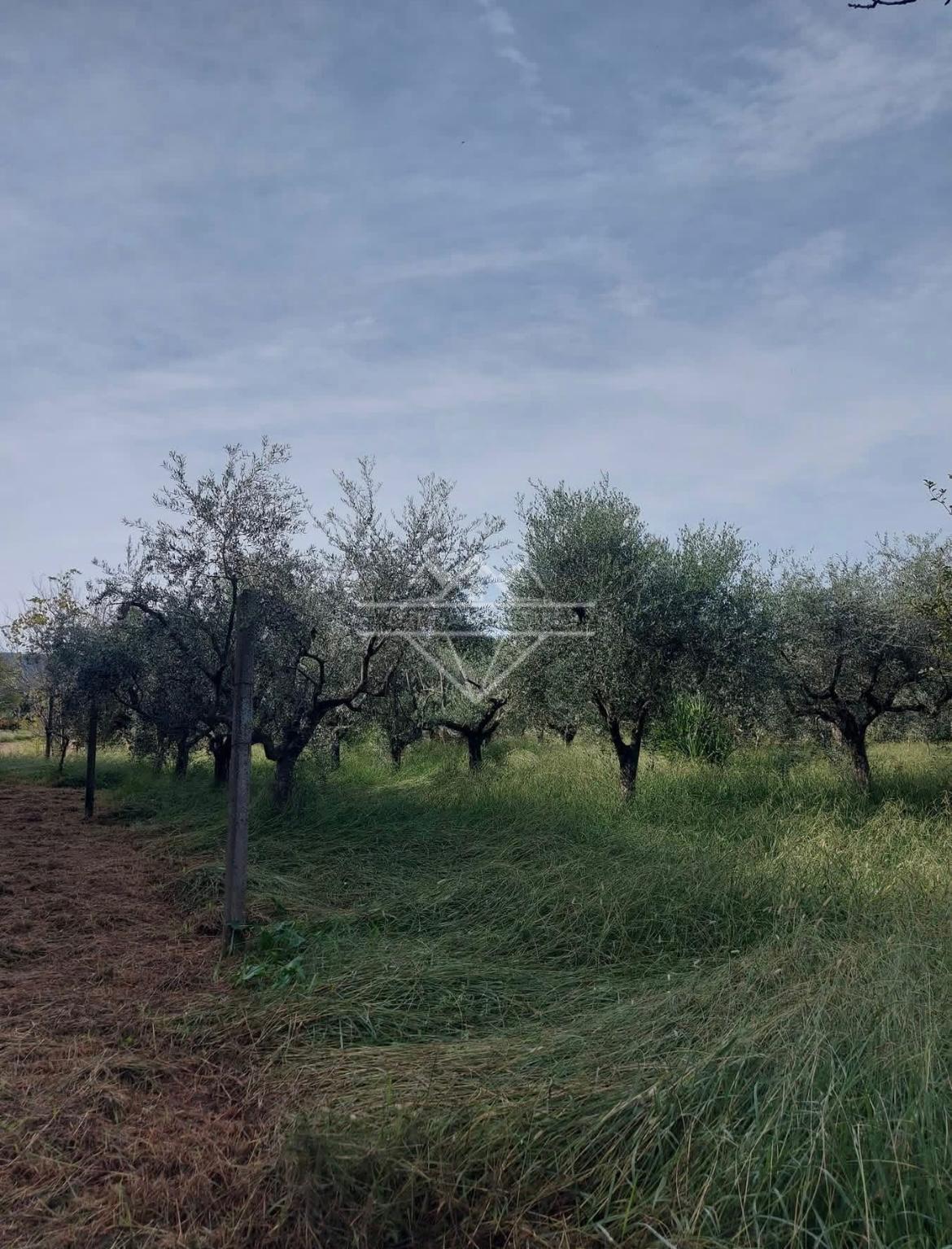 Terreno Agricolo in vendita a Castelnuovo Magra